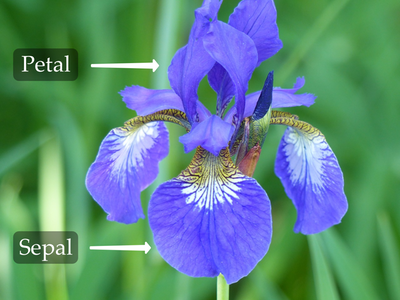 Iris Flower